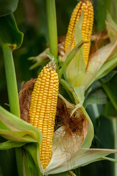 Kukuřice Zabalená Zelených Listech Stonku Poli — Stock fotografie
