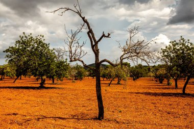 İspanya 'da eski ağaçlar ve kırmızı zemin olan Akdeniz zeytin tarlası.