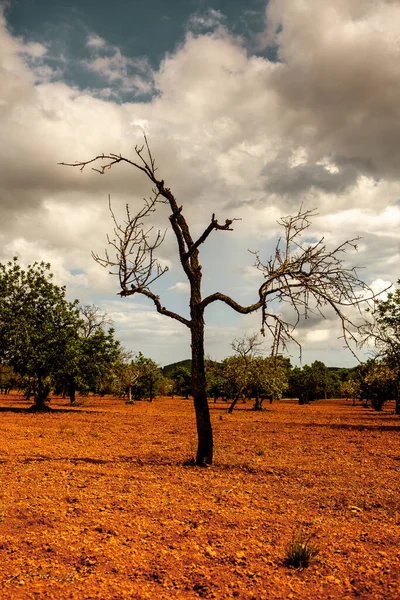 Campo Olivos Mediterráneo Con Árboles Viejos Tierra Roja España —  Fotos de Stock