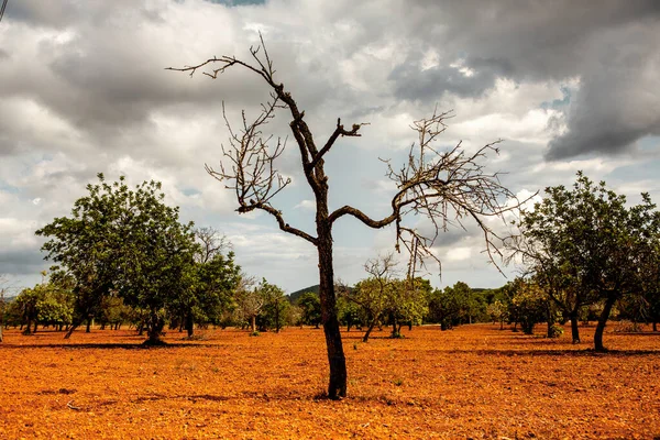 Středomořské Olivové Pole Starými Stromy Červenou Půdou Španělsku — Stock fotografie