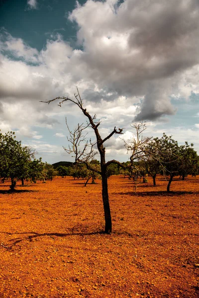 Campo Olivos Mediterráneo Con Árboles Viejos Tierra Roja España —  Fotos de Stock