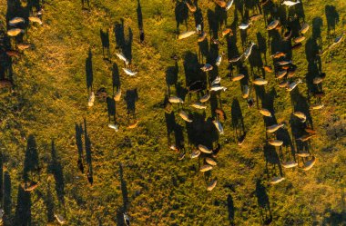 Moldova Cumhuriyeti 'nin büyülü sonbahar manzarası, altın ormanları ve huzurlu Doğu Avrupa cazibesiyle