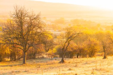 Moldova Cumhuriyeti 'nin büyülü sonbahar manzarası, altın ormanları ve huzurlu Doğu Avrupa cazibesiyle