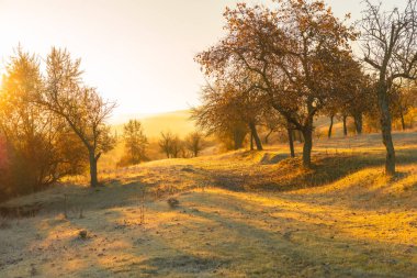 Moldova Cumhuriyeti 'nin büyülü sonbahar manzarası, altın ormanları ve huzurlu Doğu Avrupa cazibesiyle