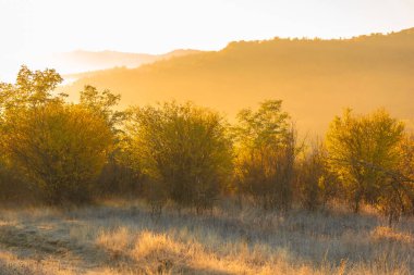 Moldova Cumhuriyeti 'nin büyülü sonbahar manzarası, altın ormanları ve huzurlu Doğu Avrupa cazibesiyle