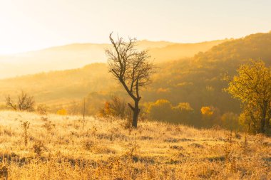Moldova Cumhuriyeti 'nin büyülü sonbahar manzarası, altın ormanları ve huzurlu Doğu Avrupa cazibesiyle