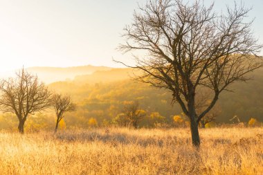 Moldova Cumhuriyeti 'nin büyülü sonbahar manzarası, altın ormanları ve huzurlu Doğu Avrupa cazibesiyle