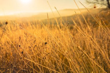 Moldova Cumhuriyeti 'nin büyülü sonbahar manzarası, altın ormanları ve huzurlu Doğu Avrupa cazibesiyle
