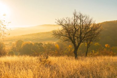 Moldova Cumhuriyeti 'nin büyülü sonbahar manzarası, altın ormanları ve huzurlu Doğu Avrupa cazibesiyle