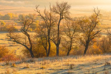 Moldova Cumhuriyeti 'nin büyülü sonbahar manzarası, altın ormanları ve huzurlu Doğu Avrupa cazibesiyle
