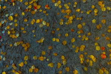 Moldova Cumhuriyeti 'nin büyülü sonbahar manzarası, altın ormanları ve huzurlu Doğu Avrupa cazibesiyle