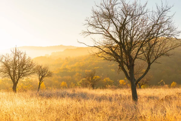 Moldova Cumhuriyeti 'nin büyülü sonbahar manzarası, altın ormanları ve huzurlu Doğu Avrupa cazibesiyle