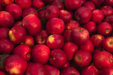 Massive Pile of Taze Hasat Edilmiş Elmalar. Bahçede bol miktarda kırmızı elma var.. 