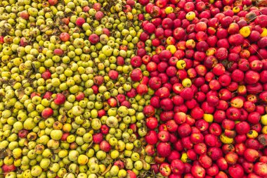 Massive Pile of Taze Hasat Edilmiş Elmalar. Bahçede bol miktarda kırmızı elma var.. 