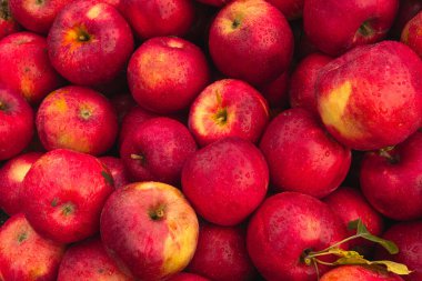 Massive Pile of Taze Hasat Edilmiş Elmalar. Bahçede bol miktarda kırmızı elma var.. 