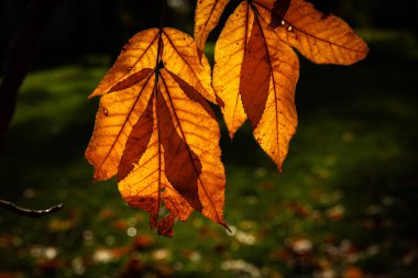 Moldova Cumhuriyeti 'ndeki huzurlu sonbahar manzarası. Renkli ormanlar, altın ağaçlar ve yumuşak güneş ışığı.