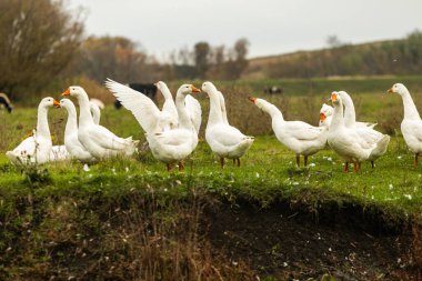 Güneşli bir kırsal günde yeşil tarlalar ve köy evleriyle çevrili küçük bir gölette yüzen beyaz kaz sürüsüyle huzurlu kırsal alan..