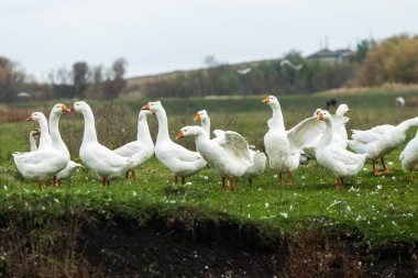 Güneşli bir kırsal günde yeşil tarlalar ve köy evleriyle çevrili küçük bir gölette yüzen beyaz kaz sürüsüyle huzurlu kırsal alan..