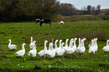 Güneşli bir kırsal günde yeşil tarlalar ve köy evleriyle çevrili küçük bir gölette yüzen beyaz kaz sürüsüyle huzurlu kırsal alan..
