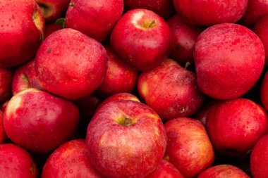 Massive Pile of Taze Hasat Edilmiş Elmalar. Bahçede bol miktarda kırmızı elma var.. 