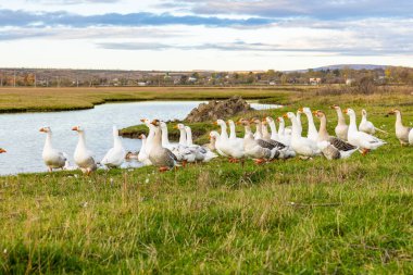Güneşli bir kırsal günde yeşil tarlalar ve köy evleriyle çevrili küçük bir gölette yüzen beyaz kaz sürüsüyle huzurlu kırsal alan..