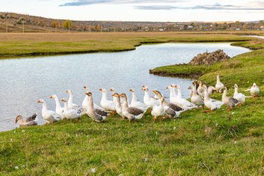 Güneşli bir kırsal günde yeşil tarlalar ve köy evleriyle çevrili küçük bir gölette yüzen beyaz kaz sürüsüyle huzurlu kırsal alan..
