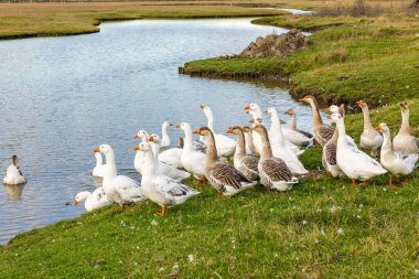 Güneşli bir kırsal günde yeşil tarlalar ve köy evleriyle çevrili küçük bir gölette yüzen beyaz kaz sürüsüyle huzurlu kırsal alan..