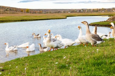 Güneşli bir kırsal günde yeşil tarlalar ve köy evleriyle çevrili küçük bir gölette yüzen beyaz kaz sürüsüyle huzurlu kırsal alan..