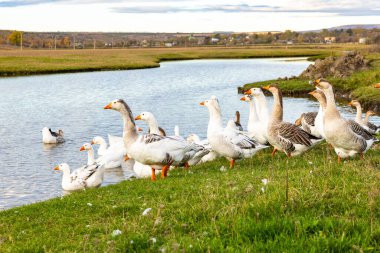 Güneşli bir kırsal günde yeşil tarlalar ve köy evleriyle çevrili küçük bir gölette yüzen beyaz kaz sürüsüyle huzurlu kırsal alan..