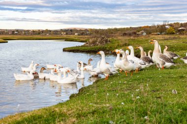 Güneşli bir kırsal günde yeşil tarlalar ve köy evleriyle çevrili küçük bir gölette yüzen beyaz kaz sürüsüyle huzurlu kırsal alan..
