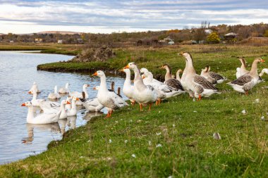 Güneşli bir kırsal günde yeşil tarlalar ve köy evleriyle çevrili küçük bir gölette yüzen beyaz kaz sürüsüyle huzurlu kırsal alan..