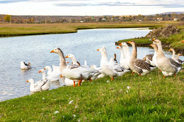 Güneşli bir kırsal günde yeşil tarlalar ve köy evleriyle çevrili küçük bir gölette yüzen beyaz kaz sürüsüyle huzurlu kırsal alan..
