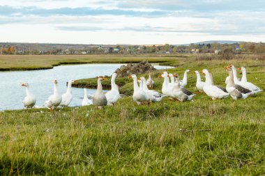 Güneşli bir kırsal günde yeşil tarlalar ve köy evleriyle çevrili küçük bir gölette yüzen beyaz kaz sürüsüyle huzurlu kırsal alan..