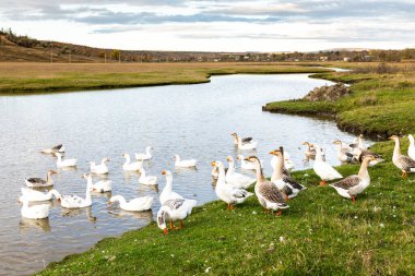 Güneşli bir kırsal günde yeşil tarlalar ve köy evleriyle çevrili küçük bir gölette yüzen beyaz kaz sürüsüyle huzurlu kırsal alan..