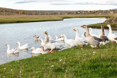 Güneşli bir kırsal günde yeşil tarlalar ve köy evleriyle çevrili küçük bir gölette yüzen beyaz kaz sürüsüyle huzurlu kırsal alan..