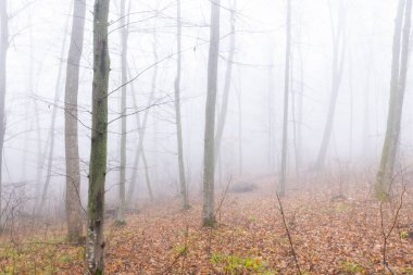 Gizemli, karamsar ve ürkütücü sisli orman manzarası sisli orman, yoğun sis, sessiz ağaçlar ve atmosferik, sinematik yalnızlık ve gizem hissi..