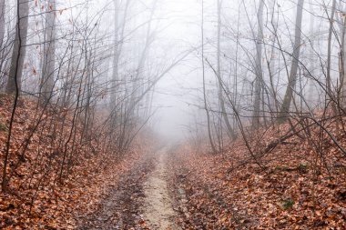 Gizemli, karamsar ve ürkütücü sisli orman manzarası sisli orman, yoğun sis, sessiz ağaçlar ve atmosferik, sinematik yalnızlık ve gizem hissi..