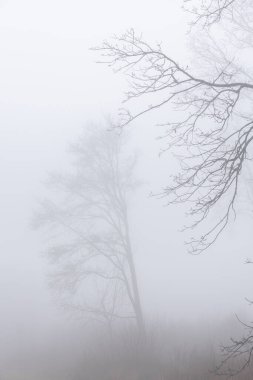 Gizemli, karamsar ve ürkütücü sisli orman manzarası sisli orman, yoğun sis, sessiz ağaçlar ve atmosferik, sinematik yalnızlık ve gizem hissi..