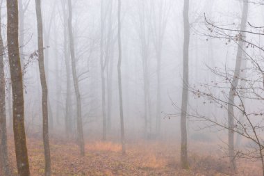 Gizemli, karamsar ve ürkütücü sisli orman manzarası sisli orman, yoğun sis, sessiz ağaçlar ve atmosferik, sinematik yalnızlık ve gizem hissi..