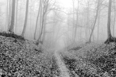 Kış sisinde gizlenmiş gizemli bir ormanın arka planına sahip siyah beyaz fotoğraf. Monokrom 'daki Puslu Orman