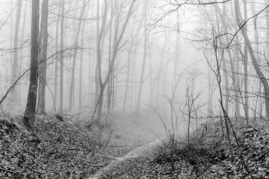 Kış sisinde gizlenmiş gizemli bir ormanın arka planına sahip siyah beyaz fotoğraf. Monokrom 'daki Puslu Orman