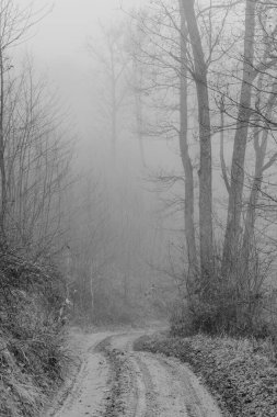 Kış sisinde gizlenmiş gizemli bir ormanın arka planına sahip siyah beyaz fotoğraf. Monokrom 'daki Puslu Orman