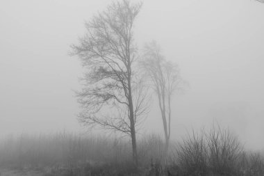 Kış sisinde gizlenmiş gizemli bir ormanın arka planına sahip siyah beyaz fotoğraf. Monokrom 'daki Puslu Orman