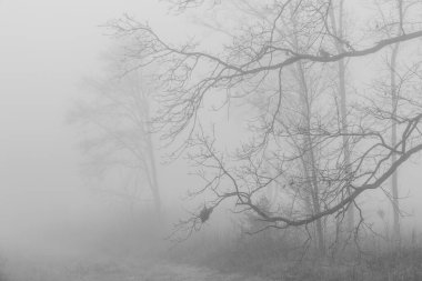 Kış sisinde gizlenmiş gizemli bir ormanın arka planına sahip siyah beyaz fotoğraf. Monokrom 'daki Puslu Orman