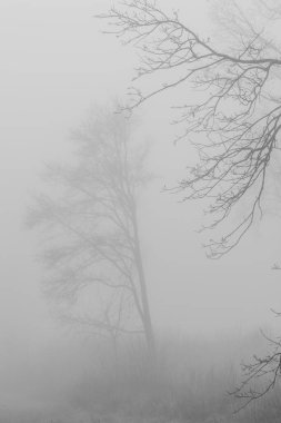 Kış sisinde gizlenmiş gizemli bir ormanın arka planına sahip siyah beyaz fotoğraf. Monokrom 'daki Puslu Orman