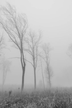 Kış sisinde gizlenmiş gizemli bir ormanın arka planına sahip siyah beyaz fotoğraf. Monokrom 'daki Puslu Orman