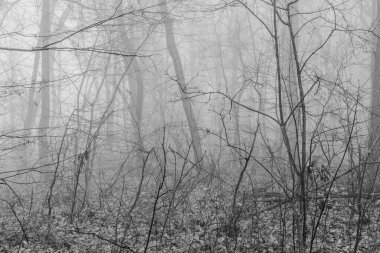 Kış sisinde gizlenmiş gizemli bir ormanın arka planına sahip siyah beyaz fotoğraf. Monokrom 'daki Puslu Orman