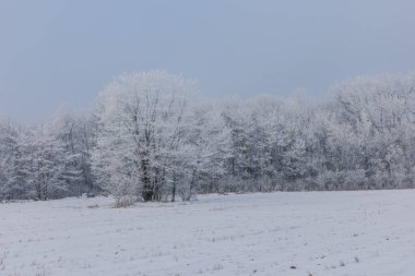 Kış manzarası. Karlı bir tarlada karla kaplı ağaçlar.