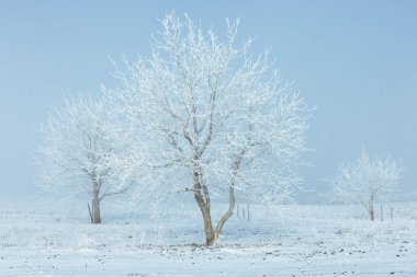 Kış manzarası. Karlı bir tarlada karla kaplı ağaçlar.
