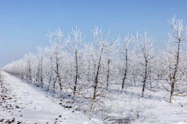 Kış manzarası. Karlı bir tarlada karla kaplı ağaçlar.